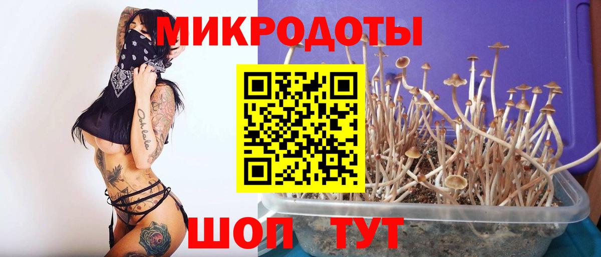 Галлюциногенные грибы прущие грибы  Галлюциногенные грибы Psilocybe  Апатиты 